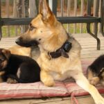 GERMAN SHEPHERD PUPPIES FOR SALE