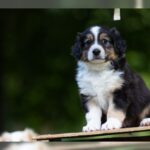 AUSTRALIAN SHEPHERD FOR SALE