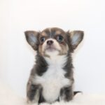 CHIHUAHUA PUPPIES FOR SALE