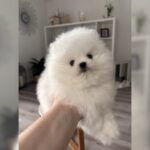 POMERANIAN PUPPIES FOR SALE